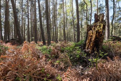 Kiefernwald beim Langen Moor (N 253)