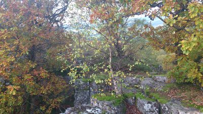 Von Kirschweiler kann man zum 628 m hohen Silberich wandern. Es handelt sich um einen bewaldeten Berg, der vermutlich eine frühgeschichtliche keltische Kultstätte war und deshalb auch Kirschweiler...