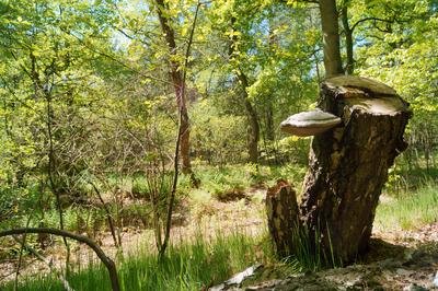 Das nördlich des "Klinkener Sees" liegende große Kesselmoor verbuscht zunehmend und ist unzugänglich geworden. Der zum See führende Graben ist trocken gefallen. Laubmischwald umgibt vollständig das...