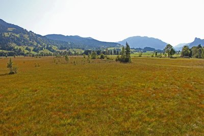 Naturschutzgebiet Kochelfilz bei Unterammergau