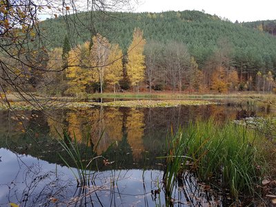 Weiher Woog