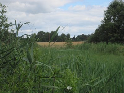 Lüdersdorfer Bach westlich des Kolonnenwegs. Blick auf Herrenburg.