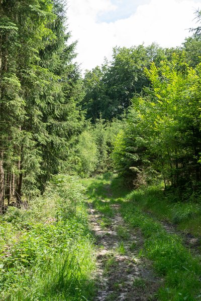 Hörster Berg im Naturschutzgebiet "Östlicher Teutoburger Wald"