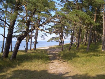 Strandwall. Dünenkiefer. Naturschutzgebiet Lanken.