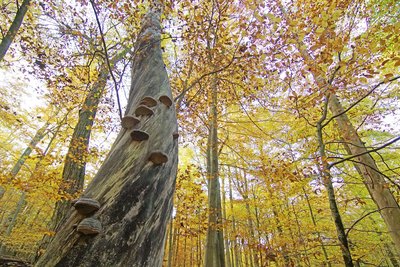 Herbst im Nationalpark Hainich