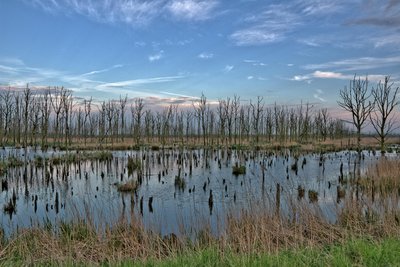 abgestorbene Bäume im Bruch, jetzt von den Komoranen verlasen, in den vergangenen Jahren nisteten in jedem Baum mehrer Paare.