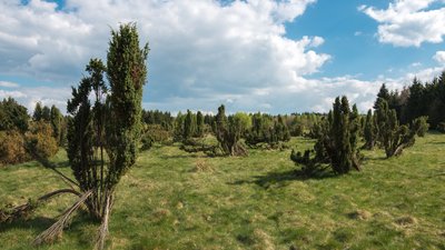 Wacholderbüsche im Naturschutzgebiet Wacholderheide Westernohe, Landschaftsschutzgebiet Krombachtalsperre