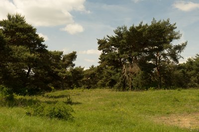 Naturschutzgebiet Mainzer Sand