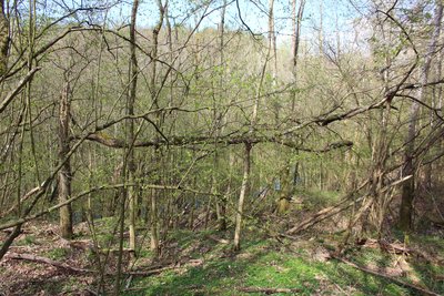 Naturschutzgebiet Tongrube Beckershaid, Meudt, Westerwald, Rheinland-Pfalz