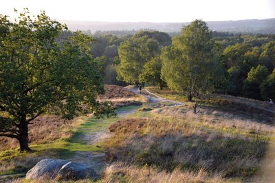 Heide auf dem Boxberg