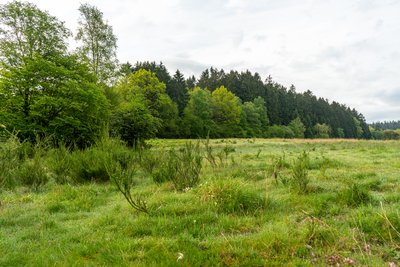 vereinzelte Ginster Sträucher auf den Wiesen des Naturschutzgebiets Gernsdorfer Weidekämpe
