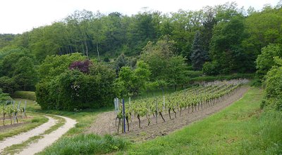 Nordrand des Naturschutzgebiets „Haardtrand – Am Schlamberg“ (NSG 7332-175) in Bad Dürkheim