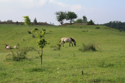 Im NSG Steinbühl-Schäfergraben, nördlich von Kirchheimbolanden, helfen Konik-Ponies dabei, die Verkrautung des Geländes zu unterbinden.