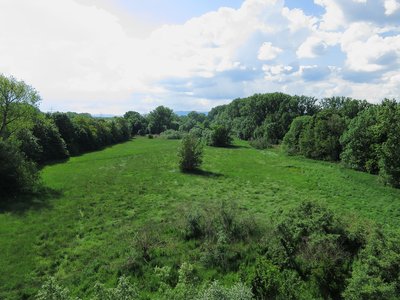(NSG:RP-7315-053)_Mombacher Rheinufer
Blick von der Schiersteiner Brücke auf das NSG Mombacher Rheinufer