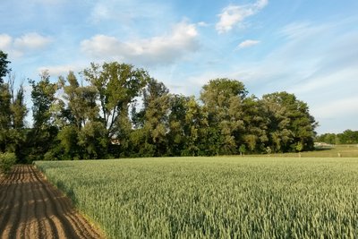 Am Totenweg Nature Reserve (May 2015)