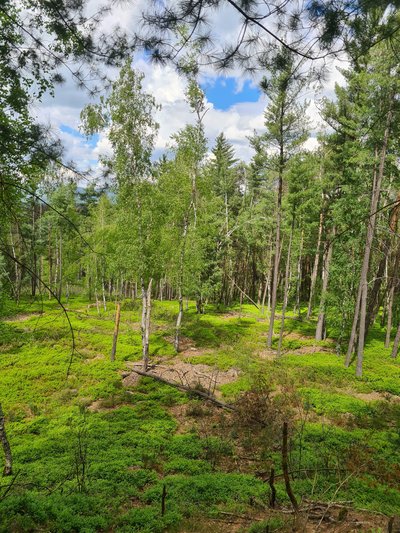 Naturschutzgebiet Forchenhügel