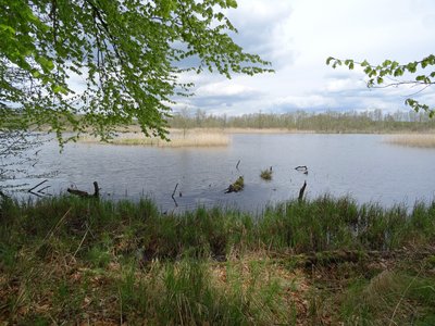 NSG Barschmoor, vom westlichen Ufer aus fotografiert.