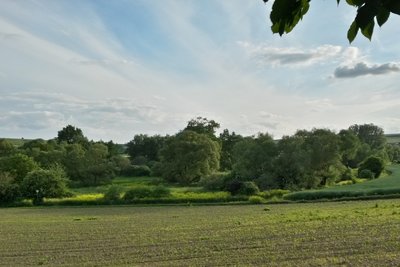 Bingerwiese Nature Reserve (May 2015)