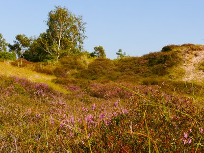 Naturschutzgebiet „Dünenheide auf der Insel Hiddensee“