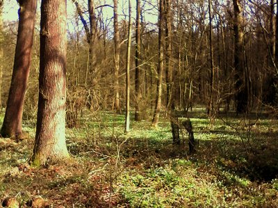 Naturschutzgebiet Freyenter Wald bei Aachen-Lichtenbusch