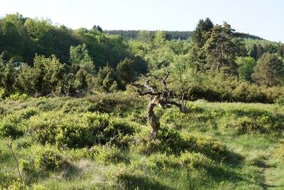 Krüppelbäumchen im Naturschutzgebiet Gambach in Burbach