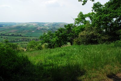 Naturschutzgebiet Gau-Algesheimer Kopf - Erweiterung (Gau-Algesheim): Blick den Westhang des Westerbergs entlang zum Welzbachtal und darüber hinaus; mit Halbtrockenrasen und Gehölzen.
