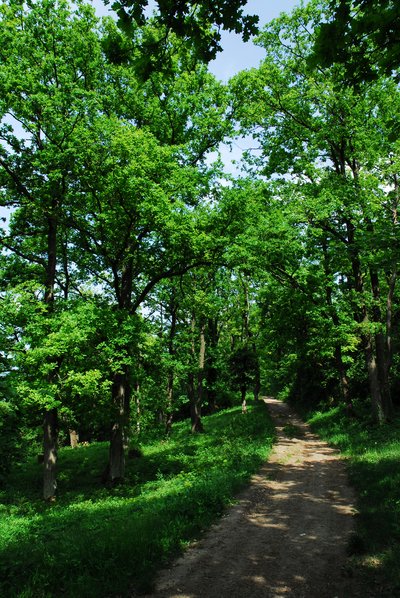 Naturschutzgebiet Gau-Algesheimer Kopf (Gau-Algesheim): Lichter Eichenwald.