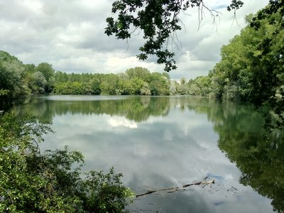Die Goldkehle im Naturschutzgebiet Goldgrund, Wörth am Rhein