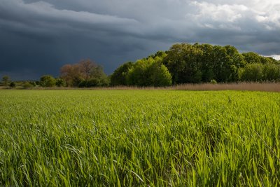 Naturschutzgebiet Halbinsel Cosim (Usedom)