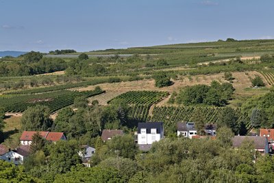 Hangflächen südöstlich Heidesheim nature reserve seen from the Am Rothen Sand nature reserve.