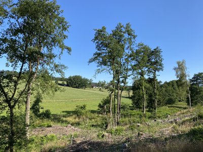 Bachtal der Hönnige bei Niederengsfeld im Naturschutzgebiet Hangquellmoor Kupferberg