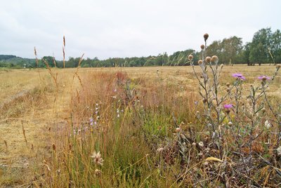 NSG Heiden und Magerrasen bei Trupbach