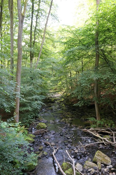 The nature reserve Holzbachschlucht in Westerwald