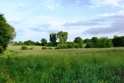 Im Flößrich-Gänsklauer Nature Reserve (May 2015)