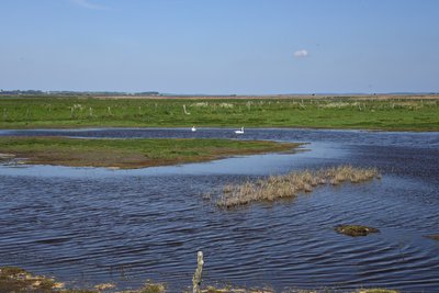 In den Karrendorfer Wiesen im Naturschutzgebiet „Insel Koos, Kooser See und Wampener Riff“