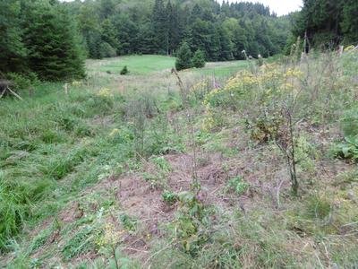 Naturschutzgebiet Liesetal; Oberlauf.