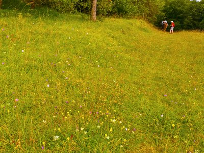 Naturschutzgebiet Mäuerchenberg, Hierenberg und Pinnert bei Gönnersdorf (Magerwiese; August 2012)