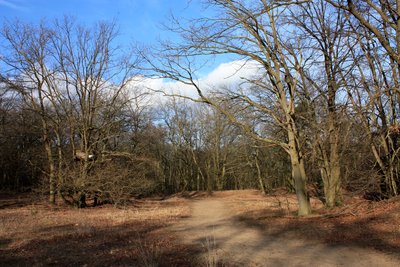 Blick auf einen Sandpfad in den Wald des Naturschutzgebietes Mainzer Sand II im Februar 2014 (IMG 3085)