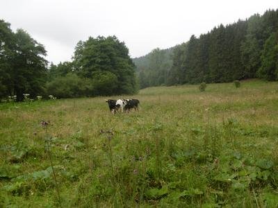 Riesenbärenklau im Naturschutzgebiet Mittleres Hoppecketal​ östlich Alte Hütte.