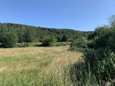 (NSG:RP-335089)_Naßwiese am Bahndamm