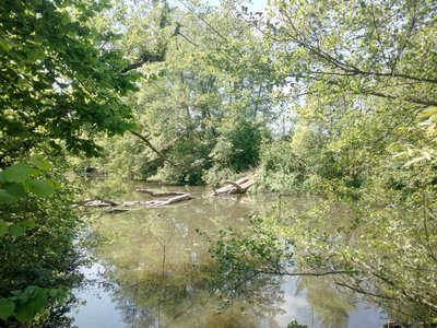 Tankgraben (Panzergraben) im Naturschutzgebiet Neuburger Altrhein, Westlicher Teil