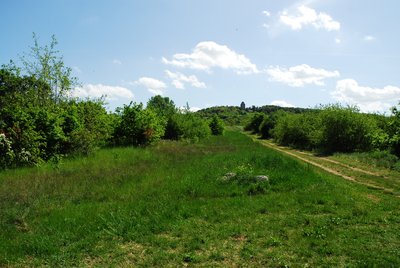 Naturschutzgebiet Nordausläufer Westerberg im Landkreis Mainz-Bingen (Ingelheim, Gau-Algesheim): Blick vom nördlichen Gebietsteil Richtung Süden auf Westerberg mit Bismarckturm.