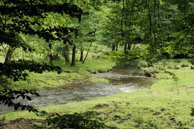 Meadow in the nature preserve Oberes Wiedtal