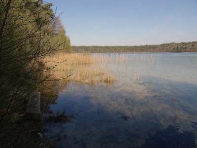Am westlichen Ufer des Paschensees, NSG Paschensee