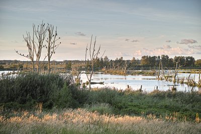 Abends an der Peene im Naturschutzgebiet „Peenetal von Jarmen bis Anklam“ bei Anklam, Naturpark Flusslandschaft Peenetal