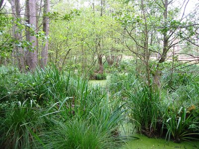 Impressionen vom Naturschutzgebiet Ribnitzer Großes Moor, einem Naturschutzgebiet in Mecklenburg-Vorpommern