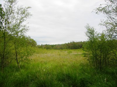 Impressionen vom Naturschutzgebiet Ribnitzer Großes Moor, einem Naturschutzgebiet in Mecklenburg-Vorpommern