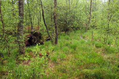 Naturschutzgebiet Riedbruch bei Thranenweier im Nationalpark Hunsrück-Hochwald, Moorwald