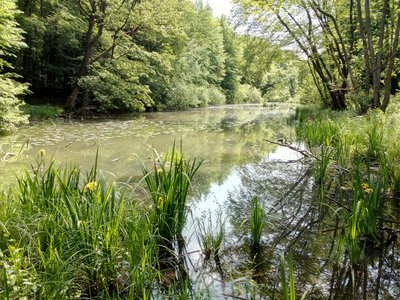 Der Hagenbacher Altrhein im Naturschutzgebiet Stixwörth