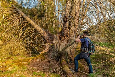 Bruchwald im NSG Struth